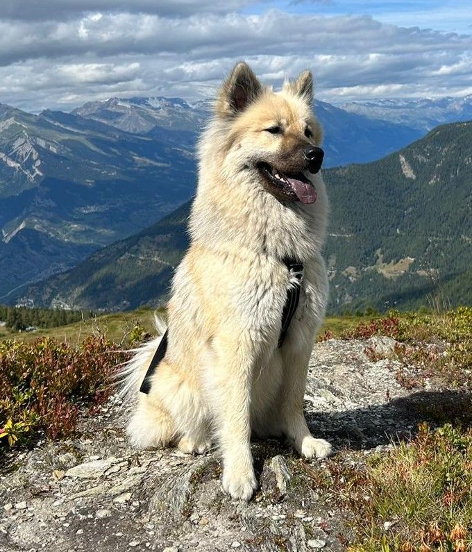 CH. Saïka Des Gardiens D'Amarok