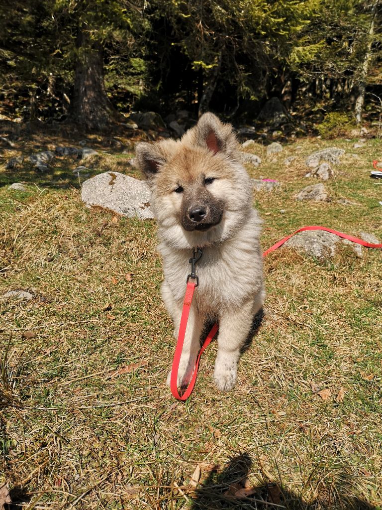 CH. Saïka Des Gardiens D'Amarok